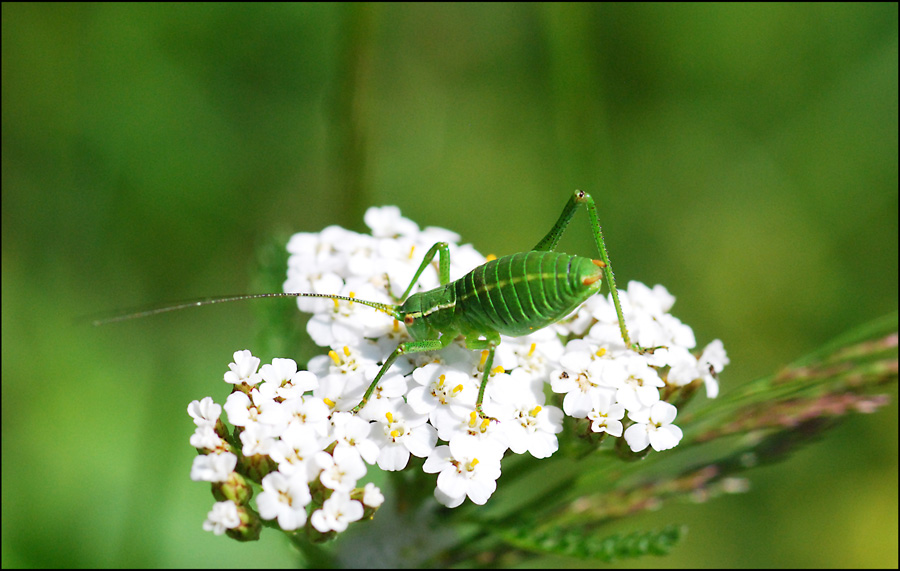 Barbitistes sp.